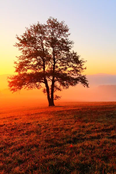 Alleen boom op weide bij zonsondergang met zon en nevel - panorama — Stockfoto
