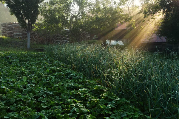 Solen strålar på äng med träd — Stockfoto