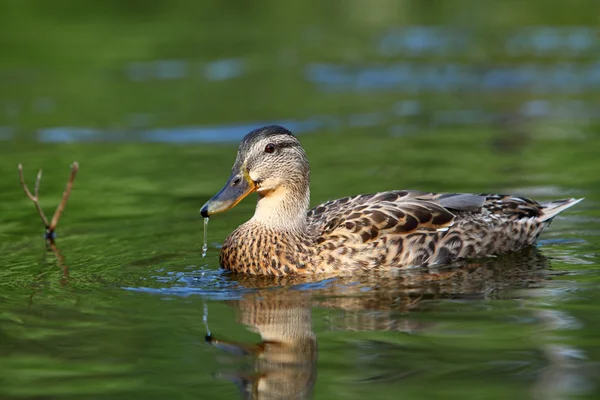 Vrouwelijke mallard duck in groen meer. — Stockfoto