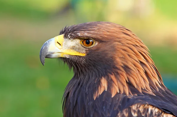 Retrato de uma águia dourada (Aquila chrysaetos ) — Fotografia de Stock