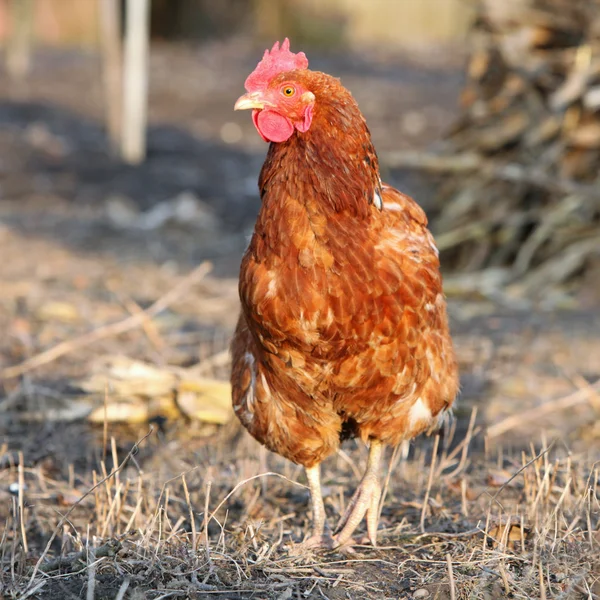 Chicken in the bio farm — Stock Photo, Image