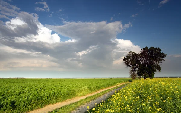 Drammatico clound sul campo primaverile — Foto Stock