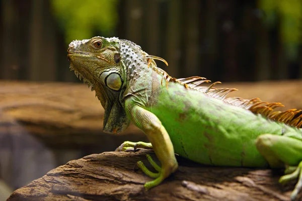Green iguana on tree branch — Stock Photo, Image