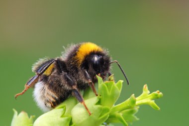 bombus arısı-
