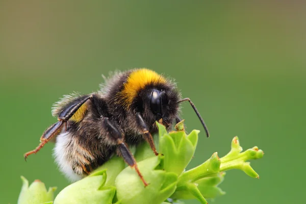 Bumble-bee — Zdjęcie stockowe