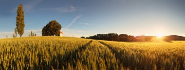 Sunset over wheat field with path and chapel in Slovakia - panor