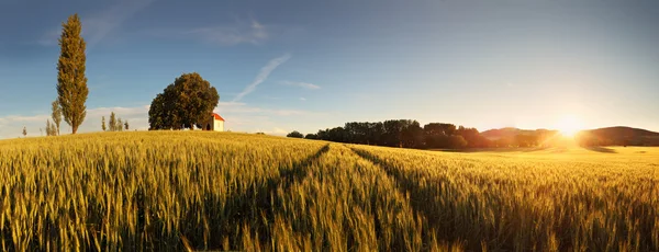 Puesta de sol sobre el campo de trigo con camino y capilla en Eslovaquia - panor —  Fotos de Stock