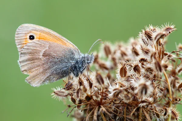 Fjäril på planet - coenonympha arcania — Stockfoto