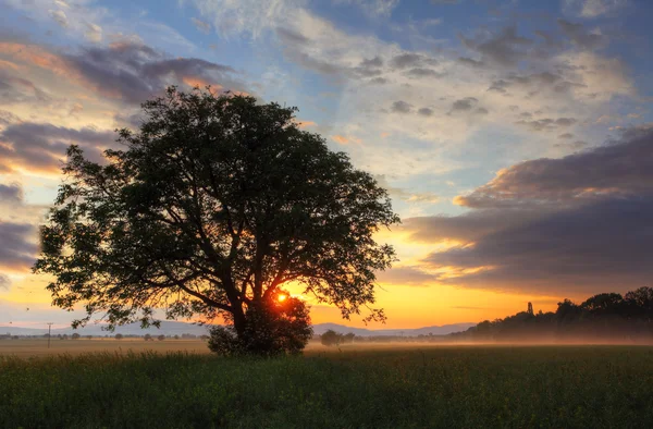 Seul arbre au coucher du soleil spectaculaire sur le terrain — Photo