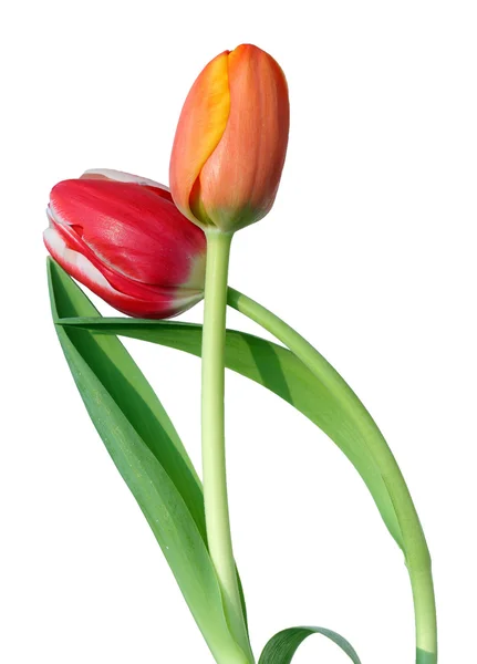 Tulip isolated on white — Stock Photo, Image