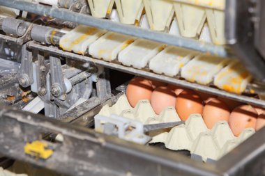 yumurta paketleme teknolojisi