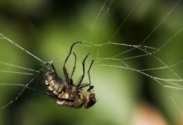 Летать в ловушке паука — стоковое фото