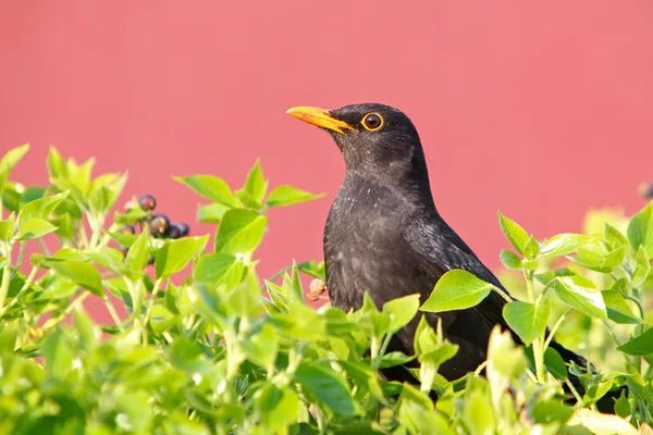 유라시아 블랙버드-여성 Turdus merula — 스톡 사진