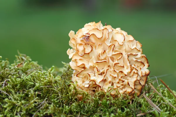 Sparassis crispa - blomkål svamp - mycket välsmakande och mystis — Stockfoto