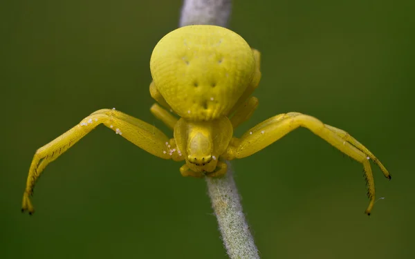 Желтый паук на зеленой траве. Misumena vatia — стоковое фото