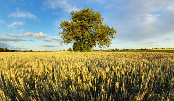 Один дуб стоит на пшеничном поле
