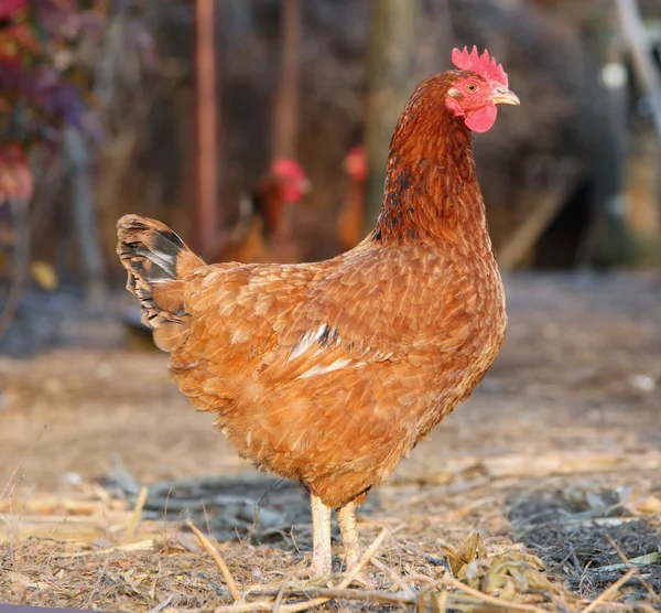 Kırmızı tavuk — Stok fotoğraf