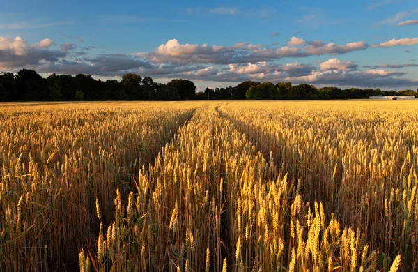 Дуб, стоящий на пшеничном поле на закате — стоковое фото
