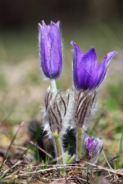 보라색 Pulsatilla 그 랜 디스 — 스톡 사진