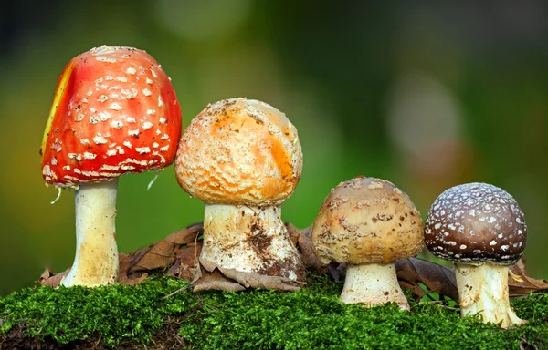 Nice Quatro toadstools em musgo — Fotografia de Stock