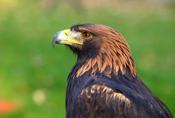 Retrato de uma águia dourada (Aquila chrysaetos ) — Fotografia de Stock