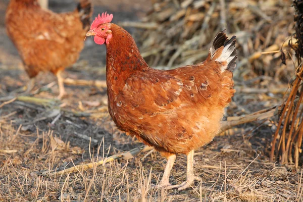Bio çiftliği tavuk — Stok fotoğraf