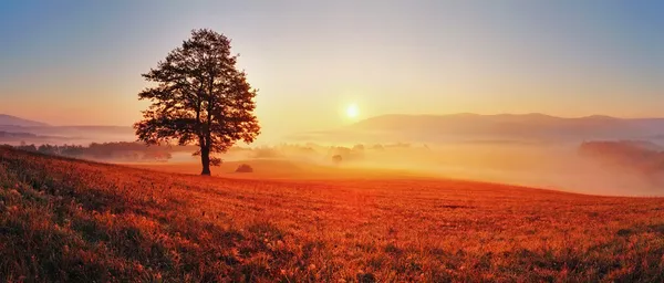 Дерево и солнце — стоковое фото