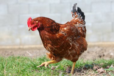 biofarm içinde tavuk