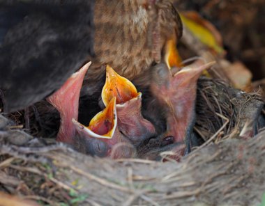 Genç kuşlarla kuş yuvası - Avrasya Karatavuğu