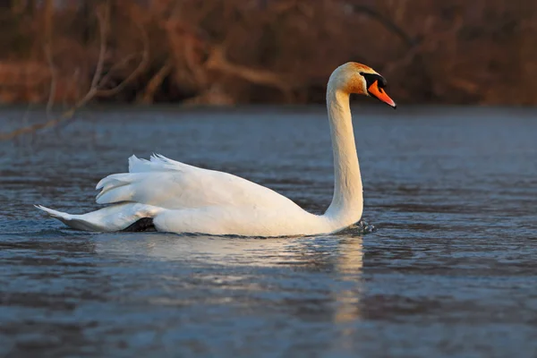 Cisne —  Fotos de Stock