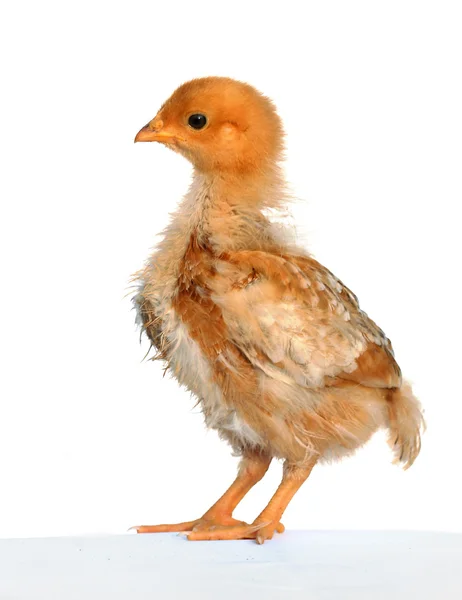 Miękki i puszysty Wielkanoc chick — Zdjęcie stockowe