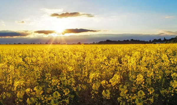 Zonsondergang over koolzaad veld — Stockfoto