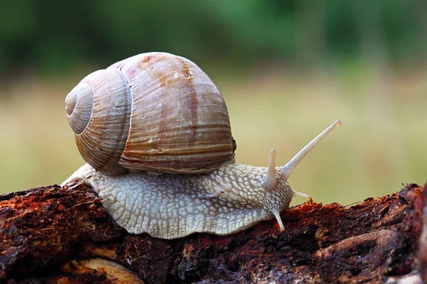 Snail in nature — Stock Photo, Image