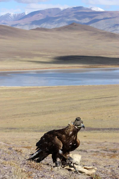 Mongolia paese — Foto Stock