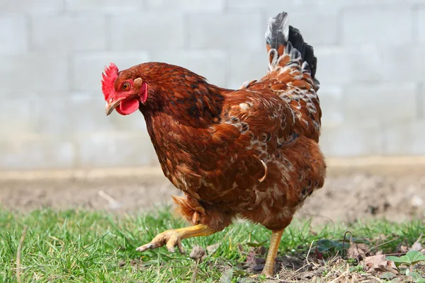Hühner in Biofarm — Stockfoto