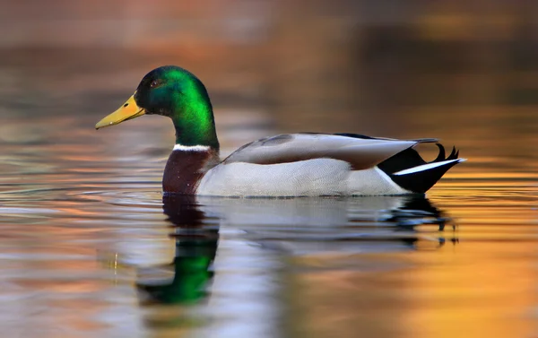 Eend in het water — Stockfoto