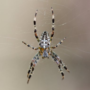 Avrupa bahçe örümceği - Araneus diadematus