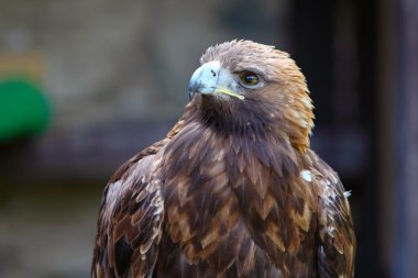 Altın Kartal (aquila chrysaetos portresi)