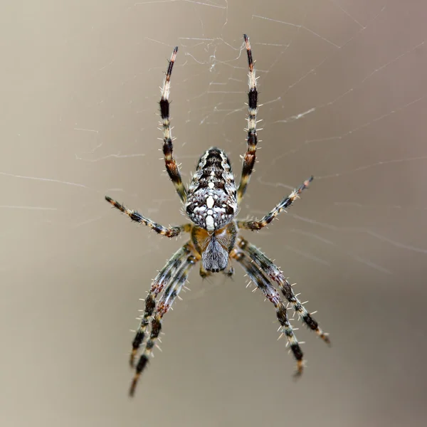 Паук из европейского сада - Araneus diadematus — стоковое фото