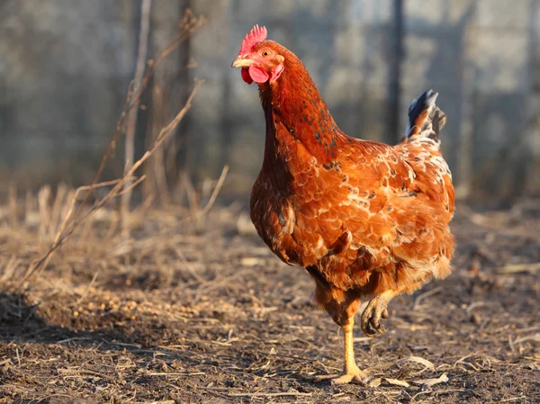 Çiftlik bio tavuk — Stok fotoğraf