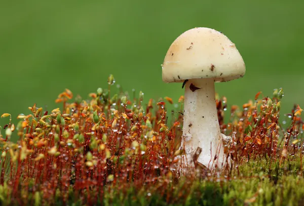 Cogumelo - toadstool branco em musgo — Fotografia de Stock