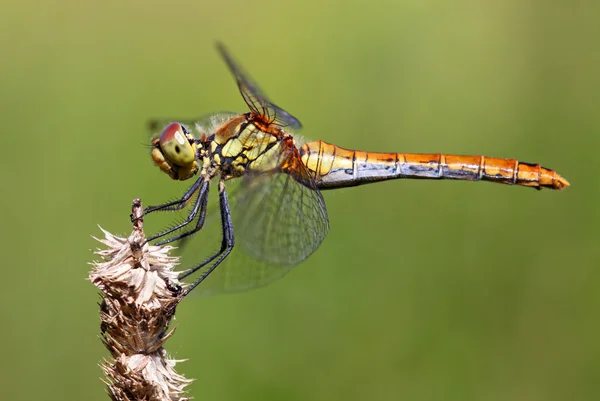 Una libélula roja en reposo Sympetrum vulgatum —  Fotos de Stock