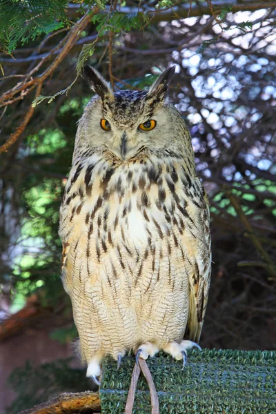 Eurasian Eagle Owls - Bubo Bubo — Stock Photo, Image