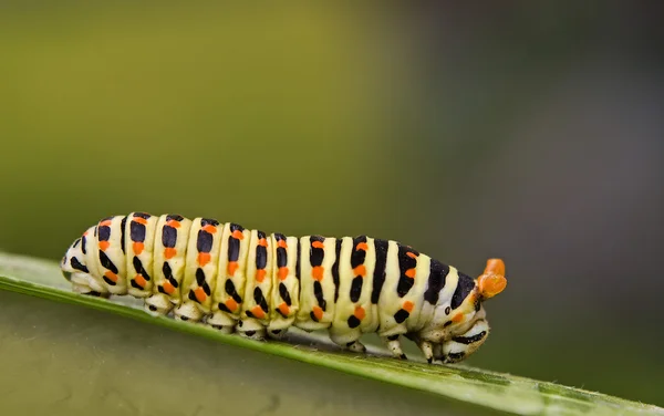 Green caterpillar - papilio machaon — Stock Photo, Image