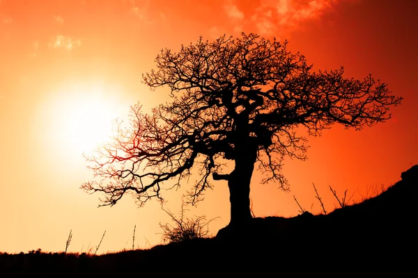 Sozinha árvore com sol e céu de cor — Fotografia de Stock