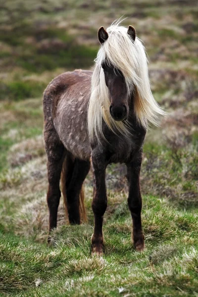 Iceland horse Royalty Free Stock Images
