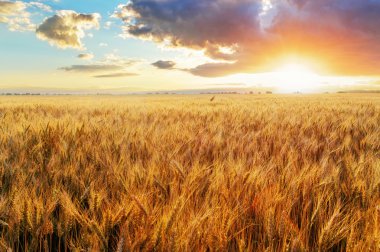 Sunset over wheat field clipart