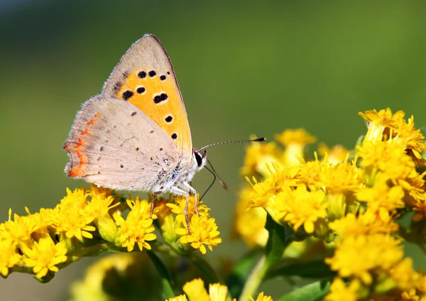 Schmetterling - lycaena phlaeas — Stockfoto