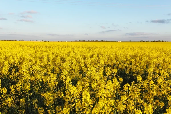 Sunset over rapeseed field — Stock Photo, Image