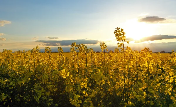 Canola Yellow field — Stock Photo, Image